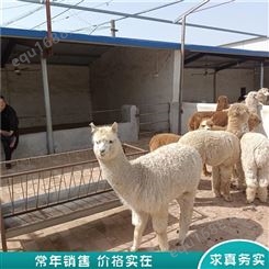 羊驼幼崽 羊驼养殖 公园动物园羊驼 长期报价