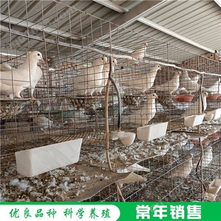 农家散养肉鸽 活体商品肉鸽 散养肉鸽 养殖基地