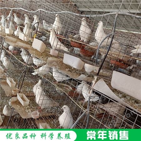 农家散养肉鸽 活体商品肉鸽 散养肉鸽 养殖基地
