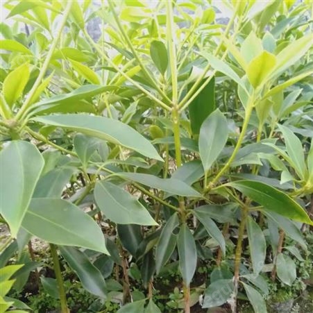 八角树种植技术 八角树育苗技术 大茴香苗图片 大料苗批发出售