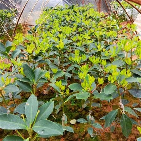 专业生产大红八角木王品种 大红八角要海拔可以种 八角茴香树苗批发价格厂价直销