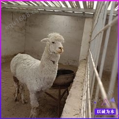 养殖基地 动物园景区羊驼 羊驼养殖 活体宠物羊驼