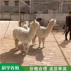 宠物羊驼 观赏照相羊驼 羊驼幼崽宠物 养殖销售