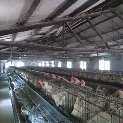 养殖场喷雾除臭设备 蛋鸡养殖喷雾机