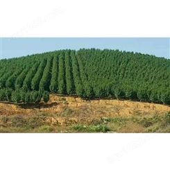 批发#3公分茶花树价格树形优美花期长茶花盆栽技术