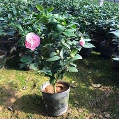 茶花树苗销售农户专业种植茶花树茶花的养殖基地
