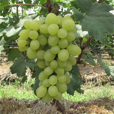 葡萄苗盆栽  当年结果葡萄大树苗  20年苗南北方种植白金葡萄