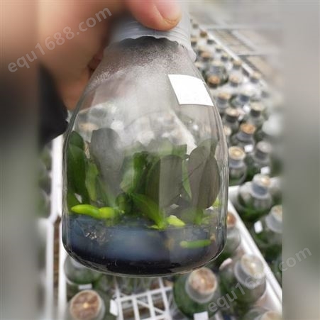 植物组培瓶