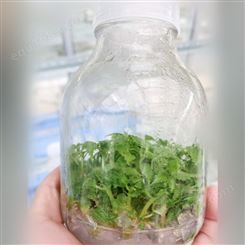 植物组培瓶