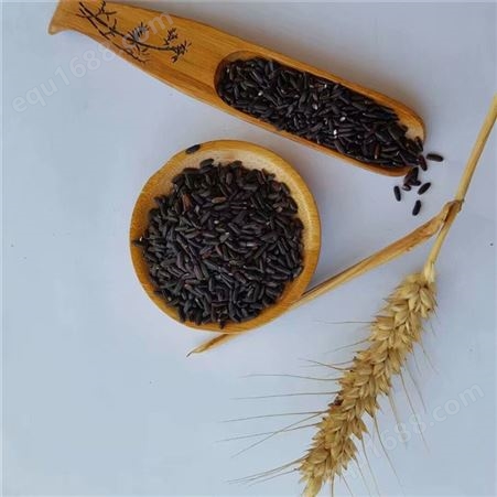 黑米厂家 散装黑米 紫米现货供应 五谷香杂粮紫米批发优惠