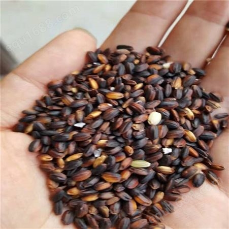 黑米厂家 散装黑米 紫米现货供应 五谷香杂粮紫米批发优惠