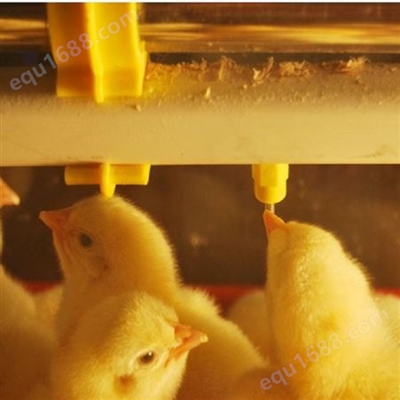 养鸡水线养鸡乳头圆型白色水管养鸡自动饮水装置养鸡自动饮水系统