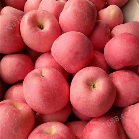 新红星苹果 早熟红富士苹果 苗圃现摘脆甜多汁 昊昌农产品