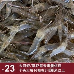 2021年10月大河虾/草虾/米虾每天供应不到100斤个头大每只4.5公分以上