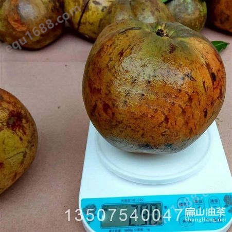 苹果大小的大果红花茶果 单个鲜果重2斤用广西江西高产嫁接茶树苗