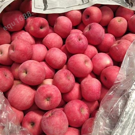 新品种中秋王苹果出售 冷库苹果1千斤利润