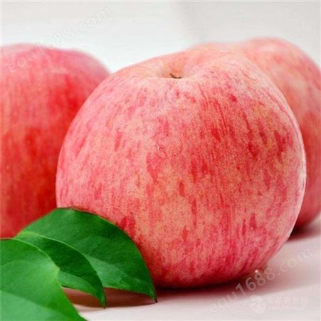 红富士苹果一斤价格 苹果批发销售价格_供应基地