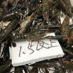 十月二十四号潜江澳龙货源 超大规格澳龙每只都有1两半以上人工养殖澳洲淡水小龙虾50元