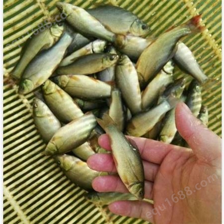淡水鱼欧洲丁贵鱼苗批发 广州良种水产中心全国销售 量大从优报价
