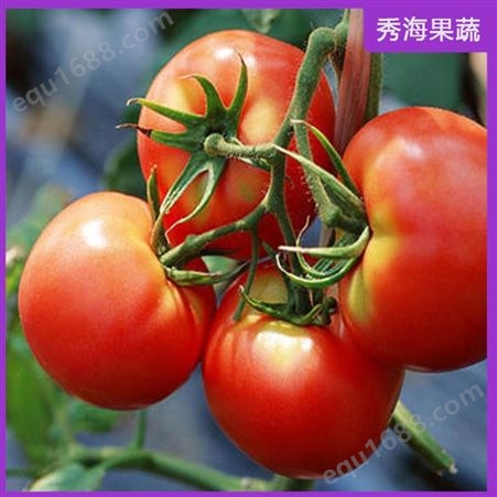西红柿 宝宝孕妇放心吃 自然熟 物流发