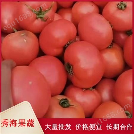 厂家直发硬粉西红柿 量多价优 包装完善 售后无忧