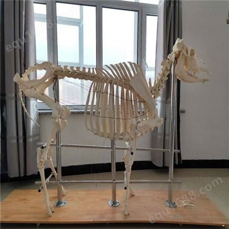 动物骨骼标本 教学用品骨骼标本动物骨骼标本动物骨骼标本销售厂家
