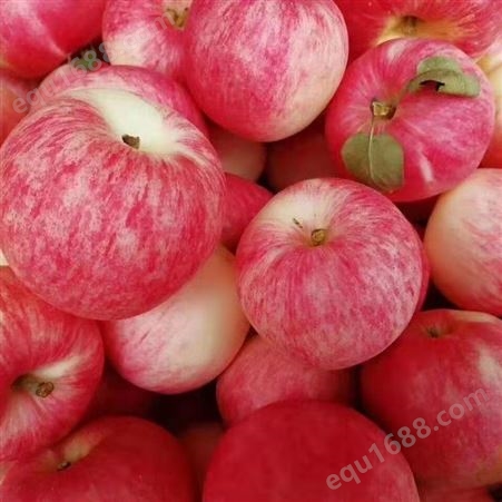 红富士苹果苗 冰糖心苹果苗销售 丽江兴禾农业种植有限公司