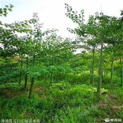 木棉树价格 北京美人树自家苗圃出售