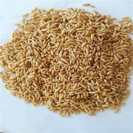 燕麦剥壳机燕麦米剥壳机满洲里燕麦