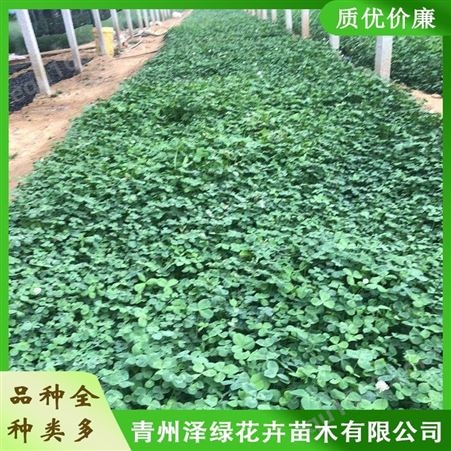 青州白三叶种植基地 泽绿 批发白三叶小苗 量大价优