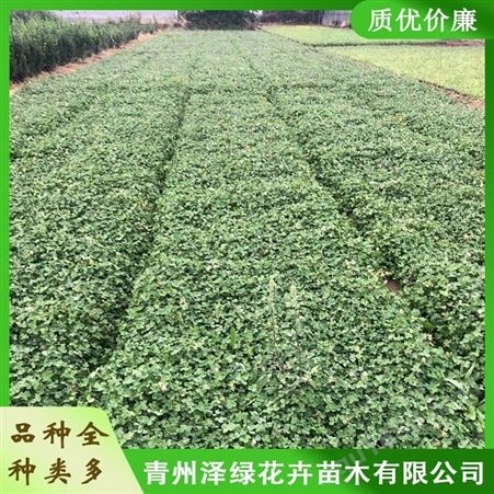 青州白三叶种植基地 泽绿 批发白三叶小苗 量大价优