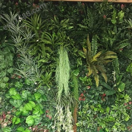 苏州办公室植物墙订购绿墙