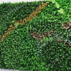 江苏生态植物墙定制 室外外墙植物墙