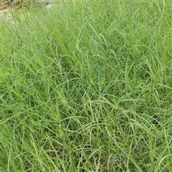 广西百慕大种子草坪草种