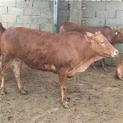 三个月小种牛犊价格-6个月小黄牛价格-鲁西黄牛小牛卖-龙翔牧业-种牛
