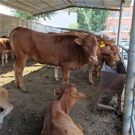 山东改良种牛苗 鲁西黄牛犊 6-7个月鲁西黄牛价格 龙翔 肉牛养殖场