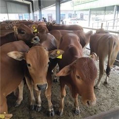 鲁西黄牛-种牛-种牛犊价格-养殖场直供-纯种3-6个月-改良鲁西黄牛-龙翔牧业