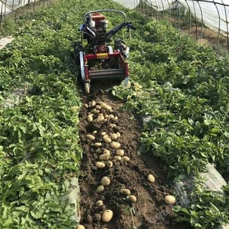 刨红薯机 小型农用土豆收获机 薯类收获设备 挖地瓜机