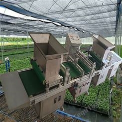 自动化蔬菜穴盘育苗播种机 适用大面积育苗厂 不同大小粒种子 穴盘育苗点种机