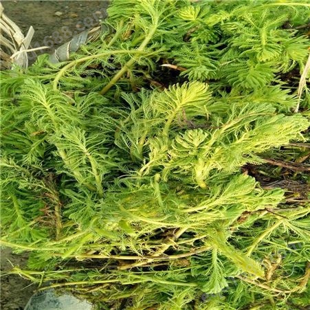 苦草 水藻批发 金鱼藻 沉水植物