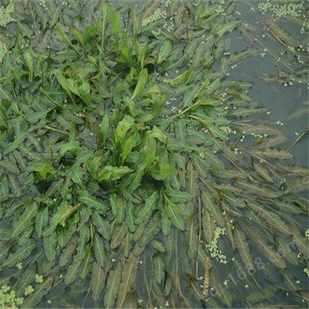 苦草 水藻批发 金鱼藻 沉水植物