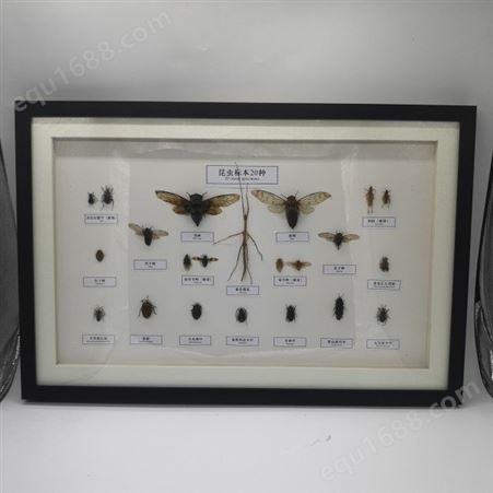 中国名贵蝴蝶，昆虫，蛾类10种.15种.20种.25种等标本
