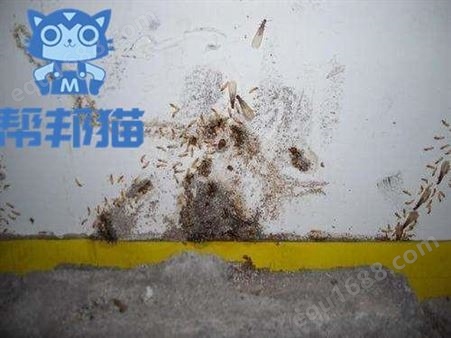 广州东涌除老鼠灭老鼠 消杀老鼠 杀老鼠上门价格多少