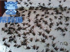 黄埔大沙街道灭蚂蚁除老鼠 杀蟑螂 消杀蚊蝇上门价格多少