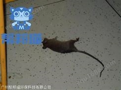 广州知识城除老鼠灭老鼠 消杀老鼠 杀老鼠上门价格多少